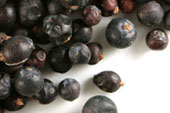 Juniper berry (blue), whole image