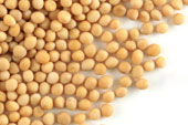 Mustard seed, yellow, whole image