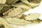 Yerba santa leaf, whole, wild crafted image