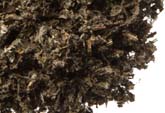 Burdock leaf, c/s image