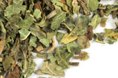 Papaya leaf, c/s image