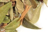 Uva ursi leaf, whole, wild crafted image
