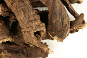 Osha root, whole, wild crafted image