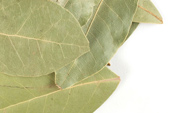 Bay leaf, organic image