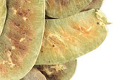Senna pods, whole image