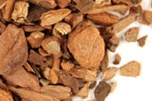 Sassafras root bark, c/s image