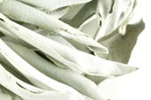 Sage white, whole, wild crafted image