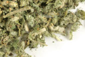 Horehound herb, c/s image