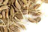 Anise seed, whole image
