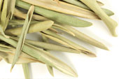 Olive leaf, whole image