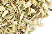 Echinacea purpurea herb, c/s, wild crafted image