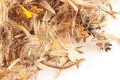 Arnica flower, whole image