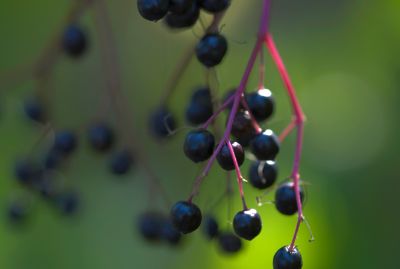 Seasonal Herbs for Fall & Winter Wellness & Flavor | HerbCo