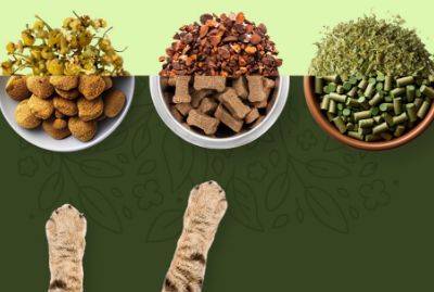 Botanical Ingredients for Pet Wellness: Formulating for Aging Pets and Evolving Consumer Expectations
