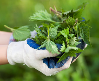 responsibly sourced nettle