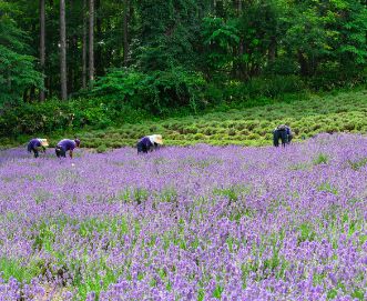 purple field