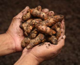 turmeric